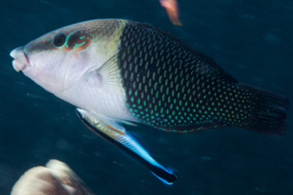 Hemigymnus Melapterus