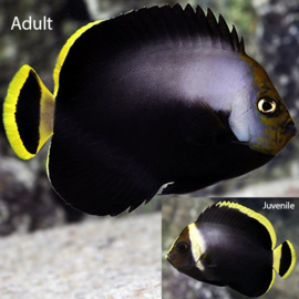 Chaetodontoplus Melanosoma (Juv)