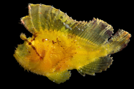 Taenianotus Triacanthus yellow