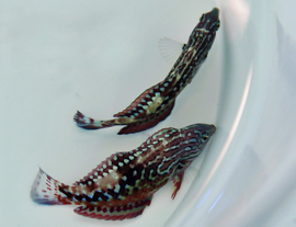 Macropharyngodon Bipartitus male