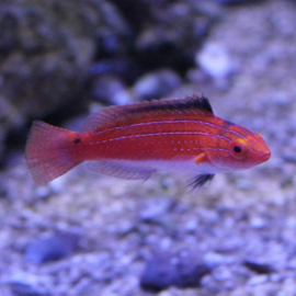 Cirrhilabrus Naokoae FEMALE