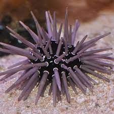 Echinometra sp.