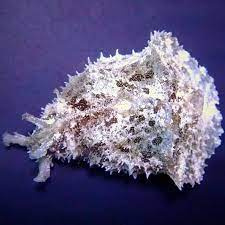 Dolabella Auricularia