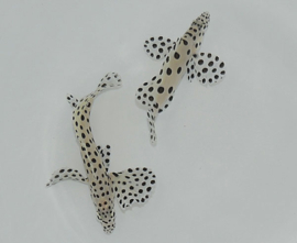 Cromileptes altivelis S-size