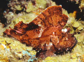 Taenianotus Triacanthus Brown