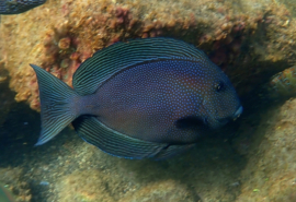 Ctenochaetus Marginatus (M)