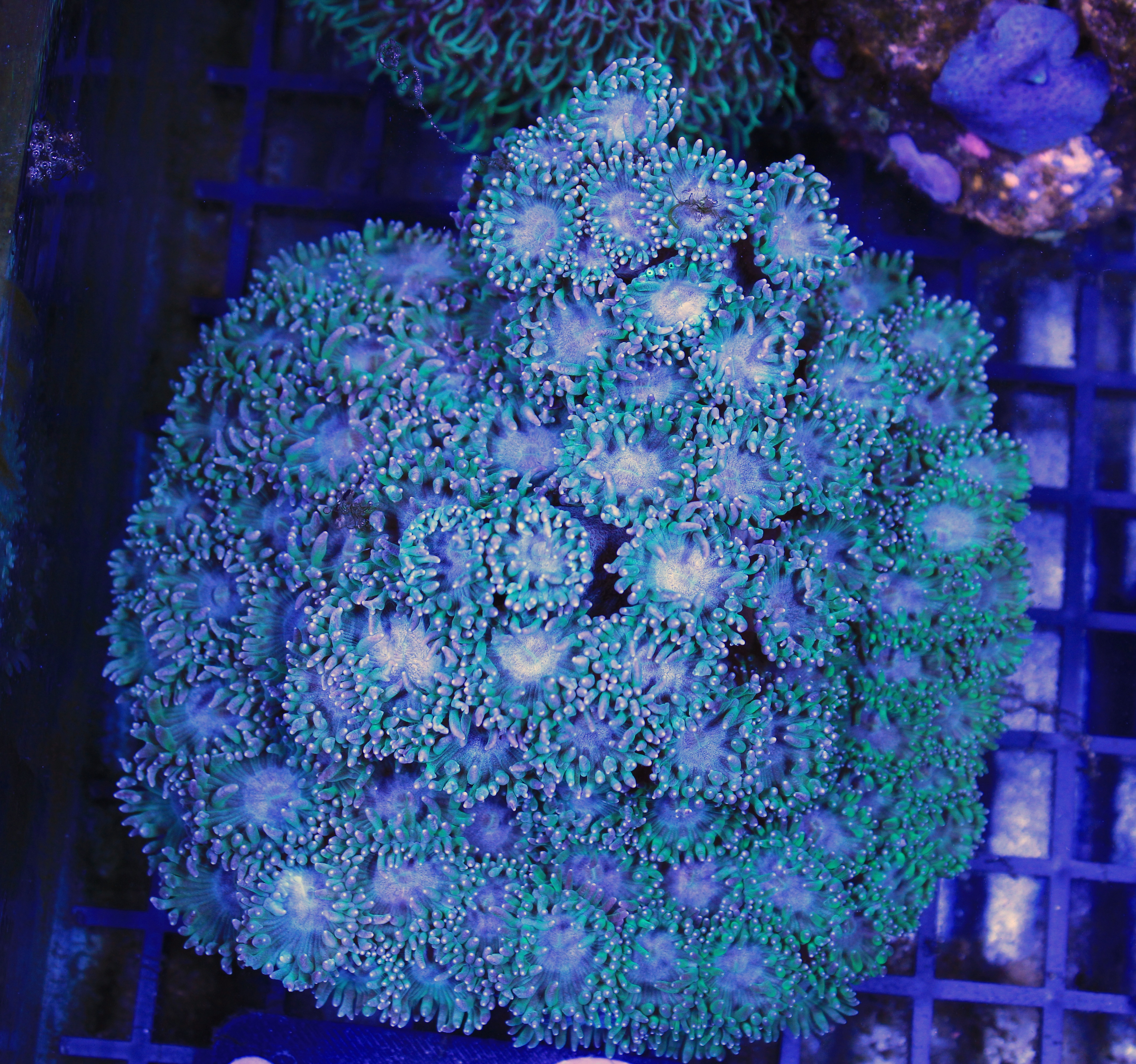 085 Turbinaria Peltata (Large Polyps)