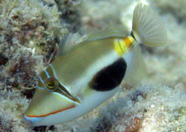 Rhinecanthus Verrucosus