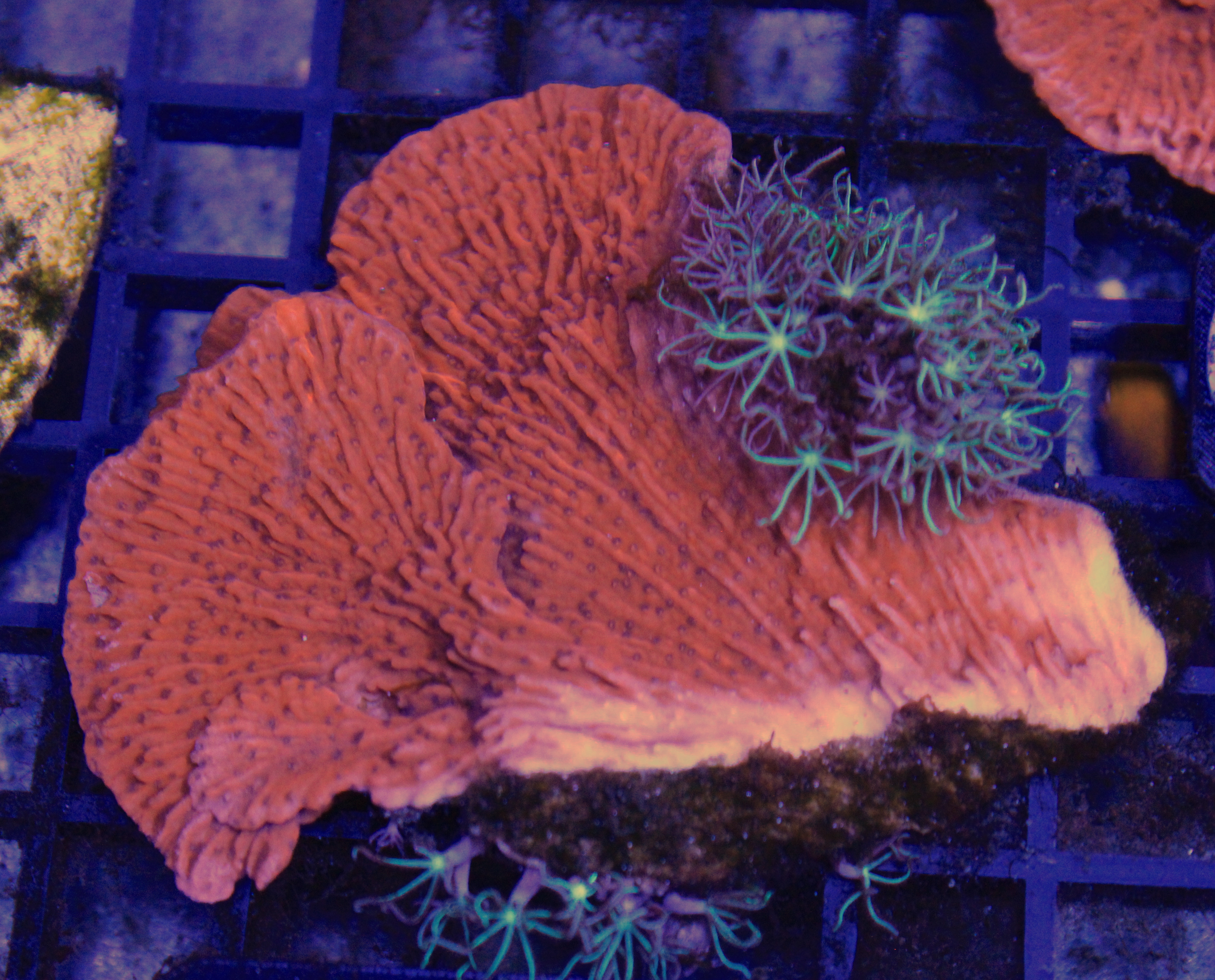 054 montipora met sterpoliep ( sennas koralen kweek )