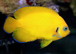 Centropyge cocosensis