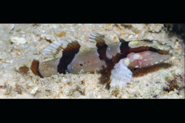 Callogobius clitellus