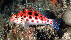 Cirrhitichthys Oxycephalus