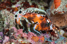 Dendrochirus Biocellatus