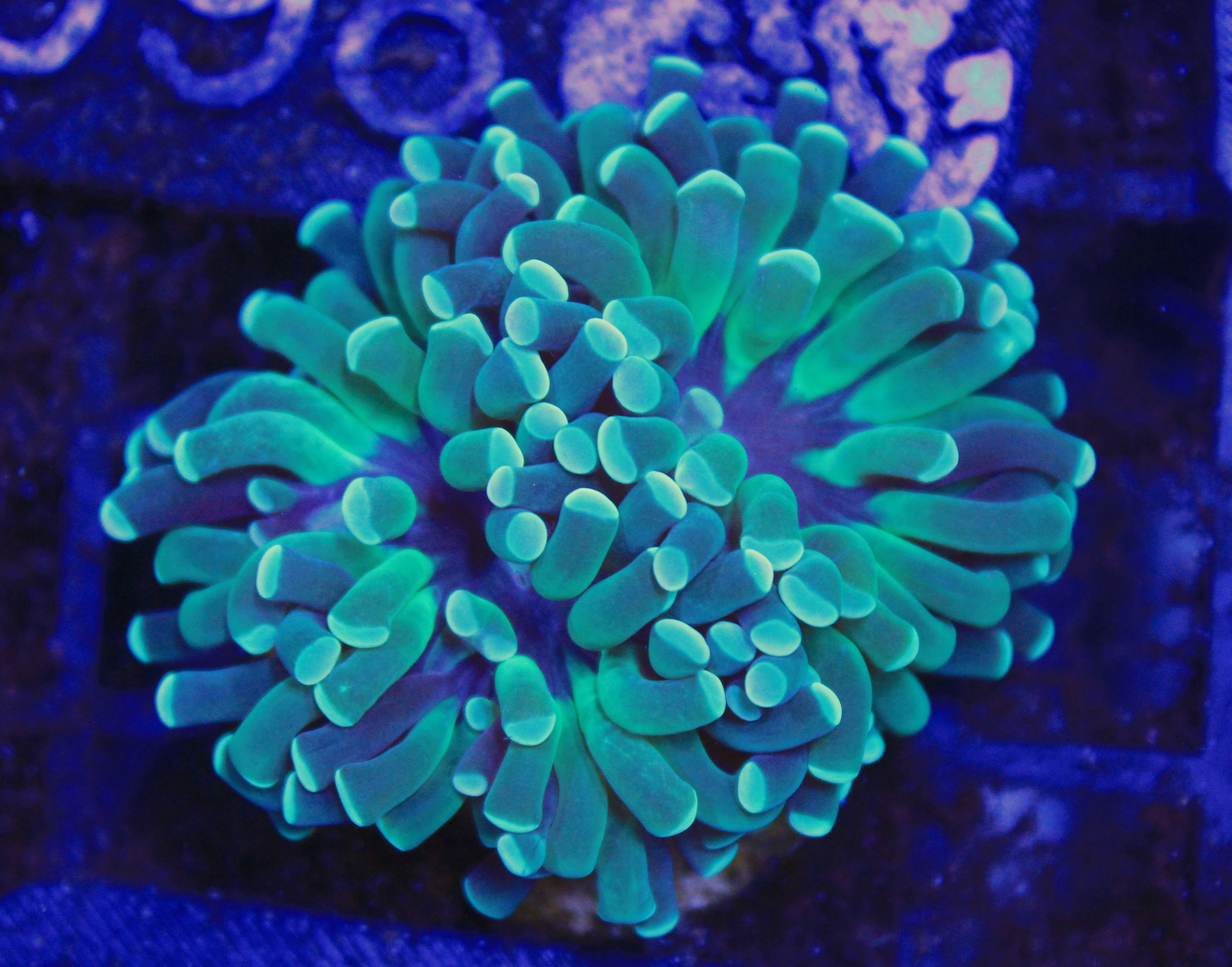 123 euphyllia groen 2 koppen