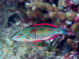 Cirrhilabrus Exquisitus