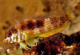 Malacoctenus aurolineatus