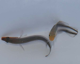 Pseudochromis Bitaeniatus