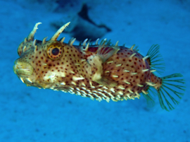Chilomycterus Antennatus