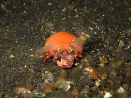 Dardanus Pedunculatus