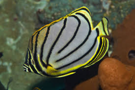 Chaetodon Meyeri