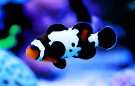 Amphiprion Ocellaris Black Snowflake