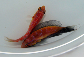 Cirrhilabrus Lunatus female
