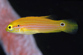 Bodianus Bimaculatus