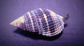 Nassarius Vibex