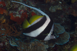 Heniochus Acuminatus (L)