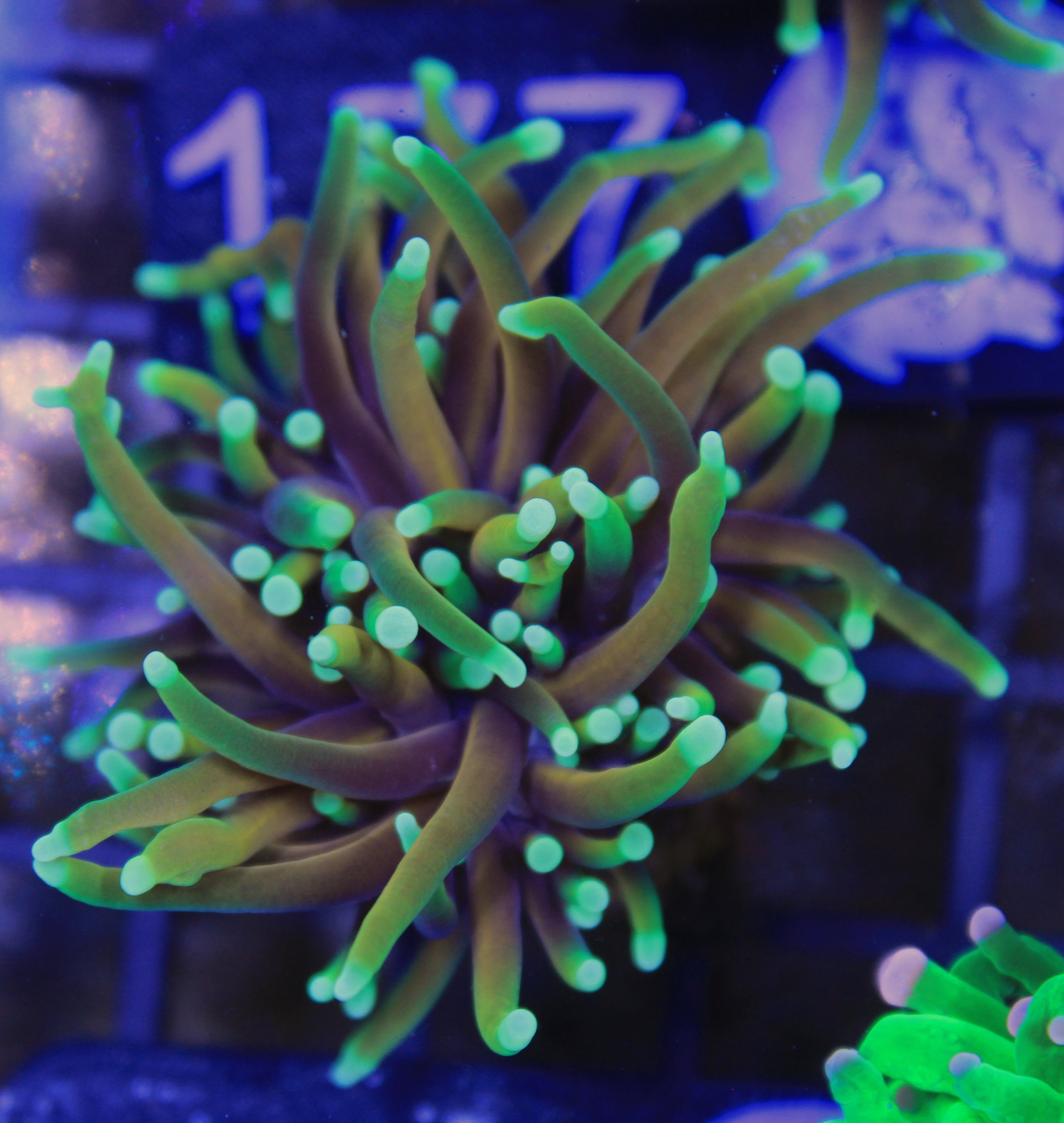 153 euphyllia sun of god 1 kop
