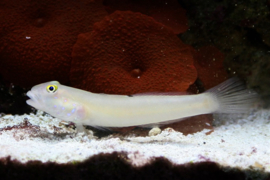 Valenciennea Sexguttata