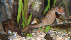 Hippocampus Erectus