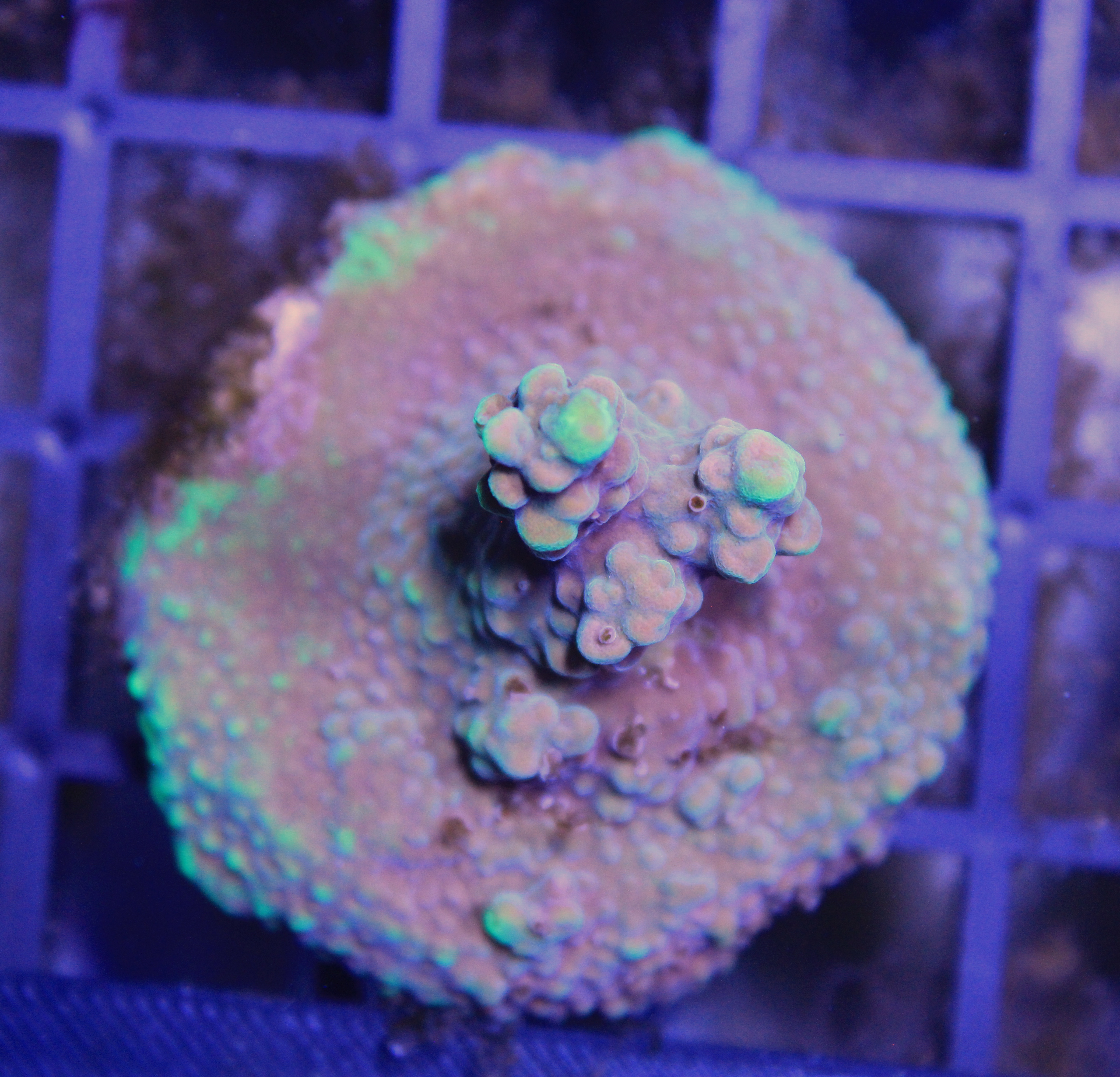 030 acropora