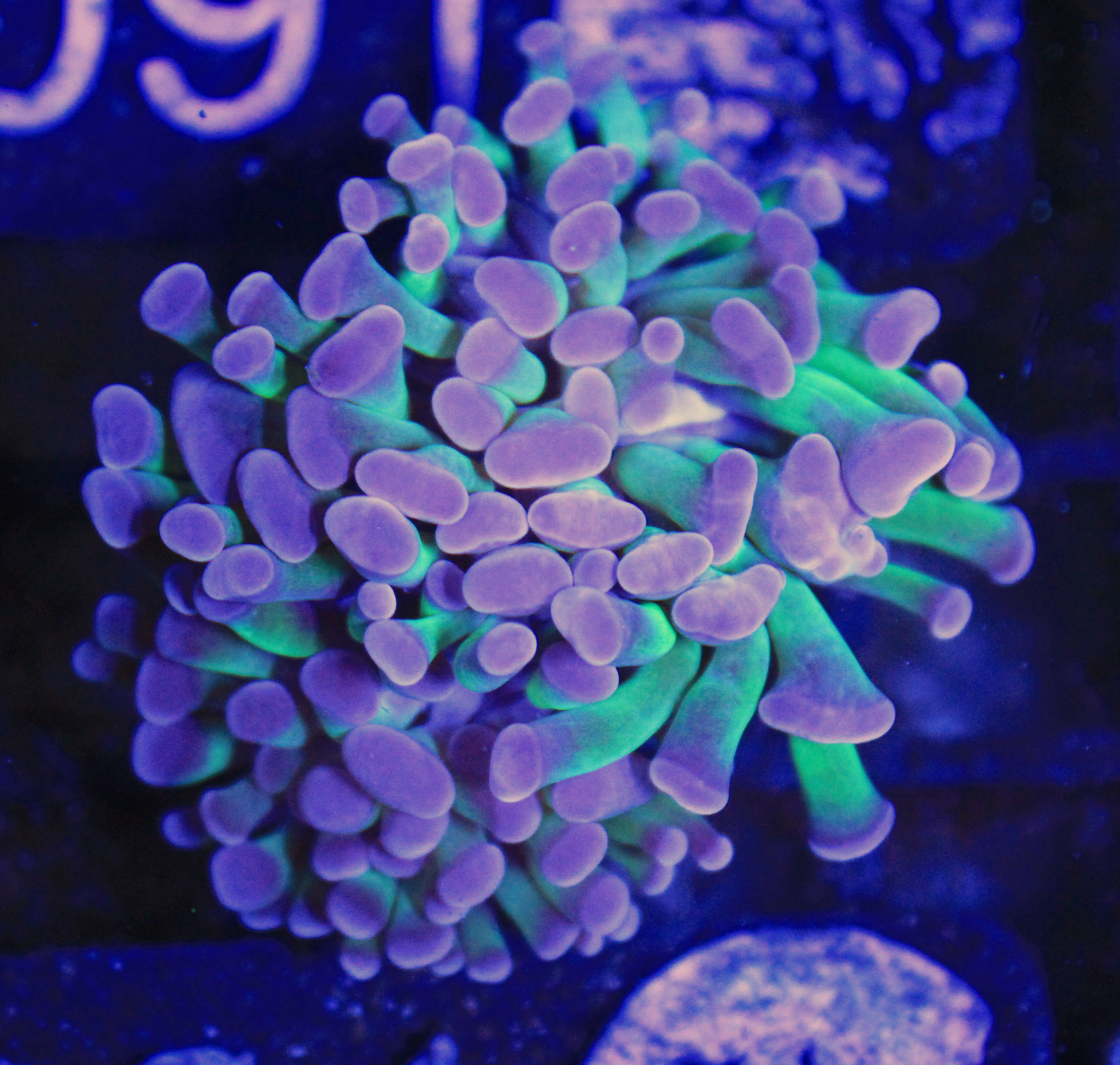 191 euphyllia hologram 2 koppen