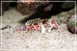 Synchiropus Stellatus