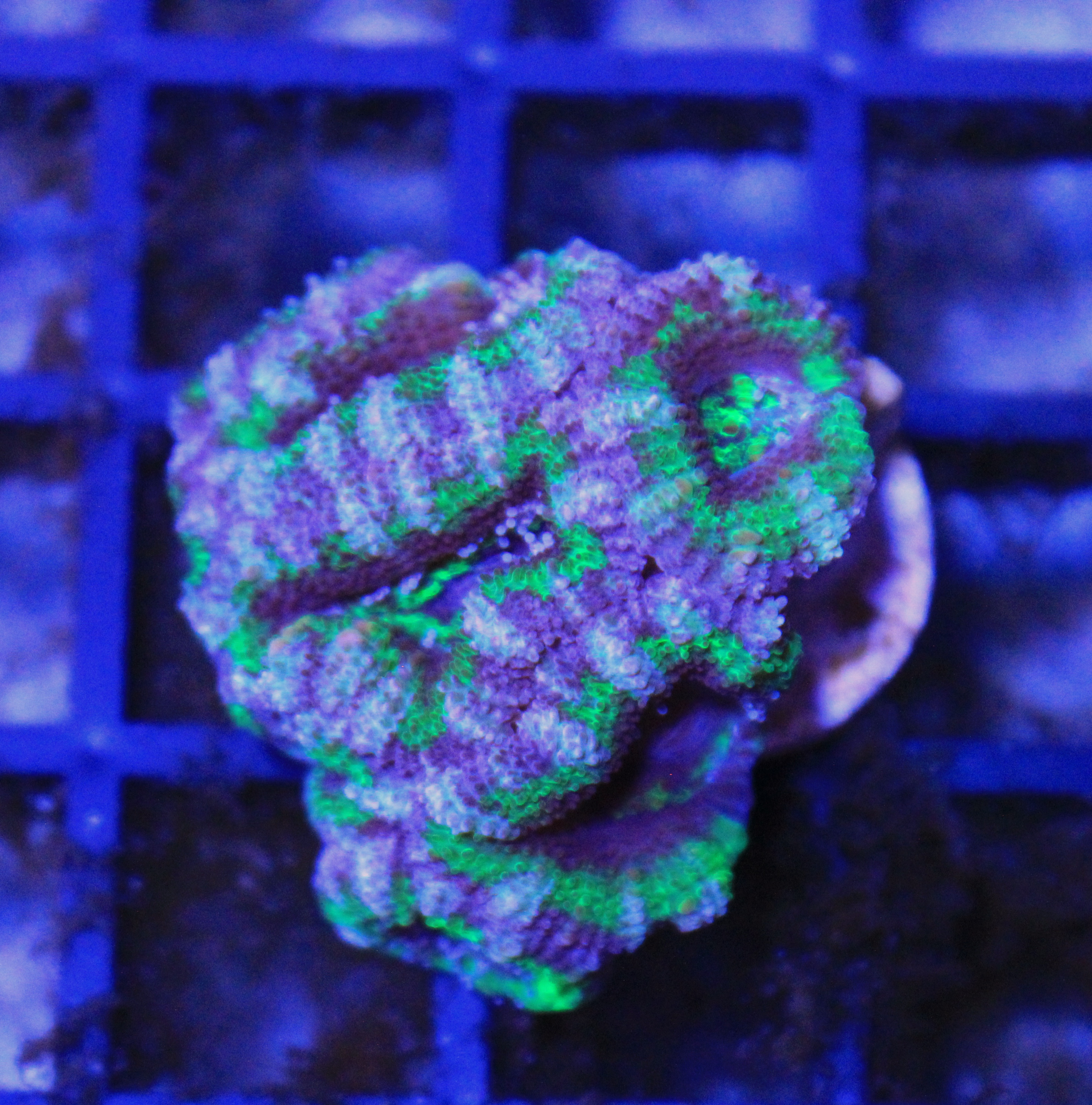 168 Acanthastrea