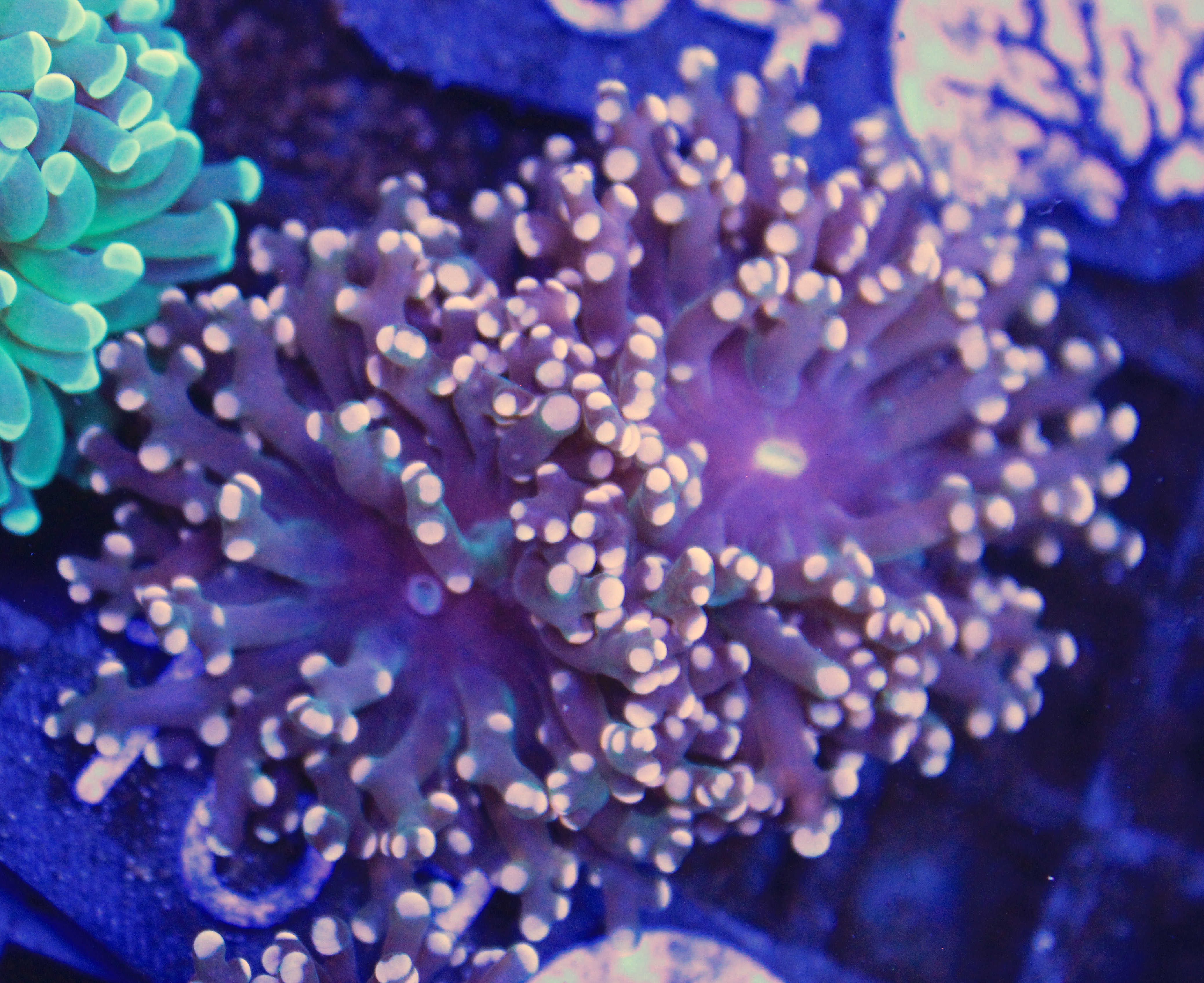 161 euphyllia Frogspawn 2 koppen