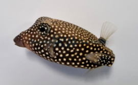 Ostracion Meleagris female