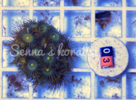 03 Parazoanthus ( Senna’s koralen kweek )