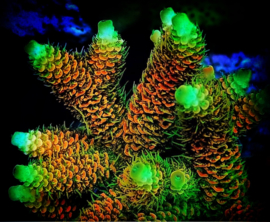 Acropora