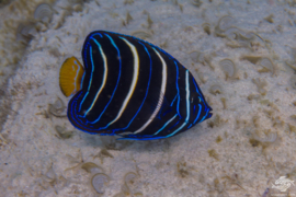 Pomacanthus Chrysurus ( JUV )