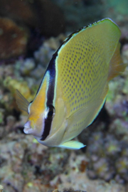 Chaetodon Citrinellus
