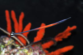 Doryrhamphus Janssi