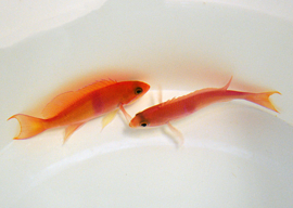 Pseudanthias Rubrizonatus