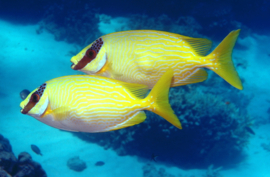 Siganus Puellus