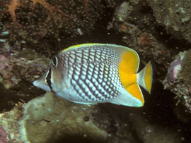 Chaetodon Xanthurus