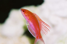 Paracheilinus Cyaneus
