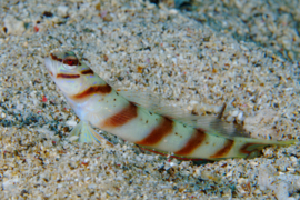 Amblyeleotris diagonalis
