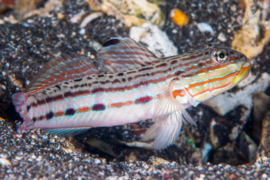 Valenciennea Muralis