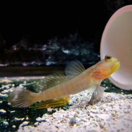 Cryptocentrus cyanotaenia